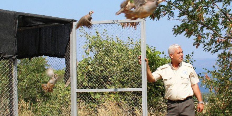 Darbe Mağduru Keklikler Doğaya Salındı