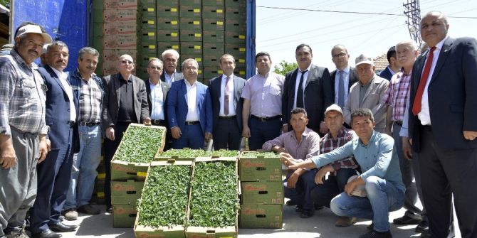 Büyükşehir Belediyesi, Çamlıyayla Çiftçisine 260 Bin Domates Fidesi Dağıttı