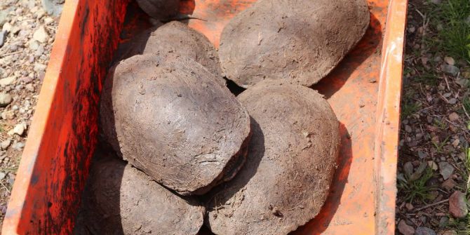 Kaplumbağalar Nakledildi Çalışma Öyle Başladı