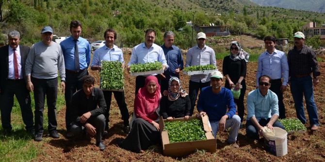 Bitlis’te Tıbbi Ve Aromatik Bitkiler Toprakla Buluştu