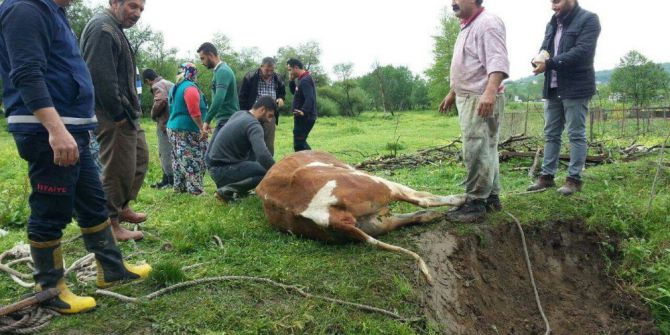 Su Kuyusuna Düşen İneği İtfaiye Kurtardı