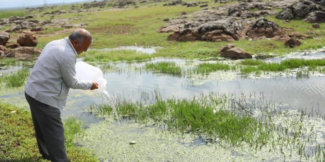 Vektör Mücadelesinde Gambusia Balıkları Kullanılıyor