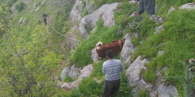 Köylüler, İnek Sürüsünü Kurtarmak İçin Kayaları Parçaladı