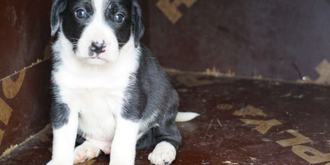 Zifte Yapışan Yavru Köpeklere Yardım Eli