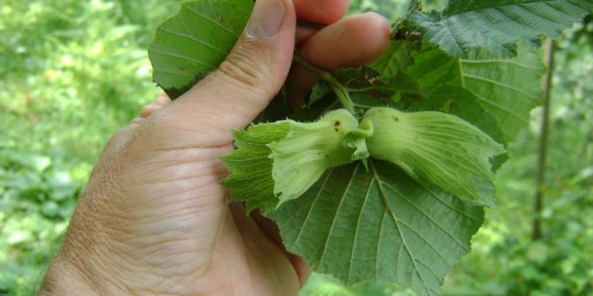 Fındık Kurdu Uyarısı