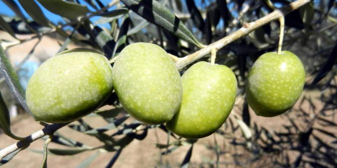 Zeytinyağı İhracatında Yüzde 425’lik Rekor Artış