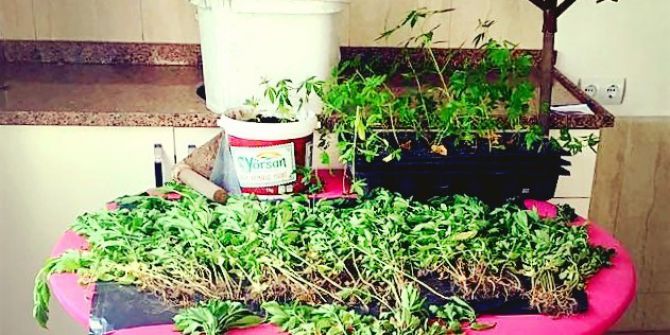 Köyceğiz’de Uyuşturucu Operasyonu; 3 Tutuklama