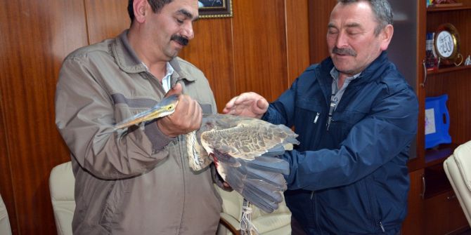 Kabadüz’de Yaralı Balıkçıl Kuşu Tedavi Altına Alındı