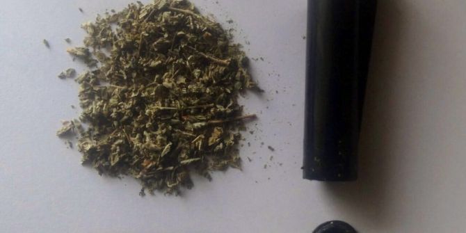 Çakmağın İçinden Bonzai Çıktı