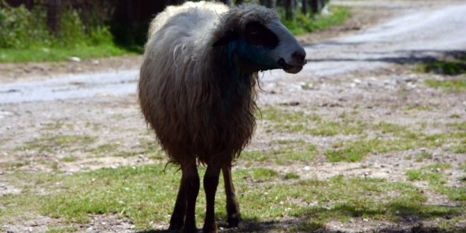 Sinop’ta Ahıra Giren Kurt 4 Koyunu Telef Etti