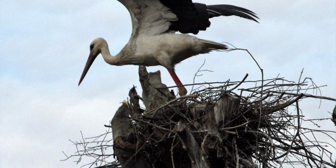 Leylek Toki’ye Ziyaretçi Akını