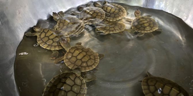 Royal Tatlı Su Kaplumbağaları Yumurtadan Çıktı