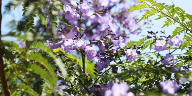 Mezitli’de Dikilen Jakarandalar Çiçek Açmaya Başladı