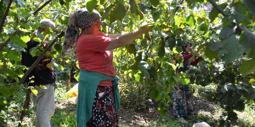 Fındık Hasadı Umutlu Başladı