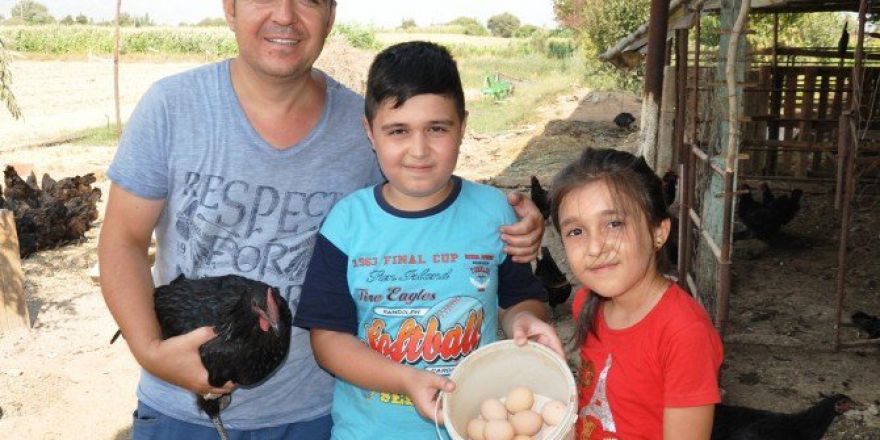 Altın Yumurtlayan Tavuk Gerçek Oldu
