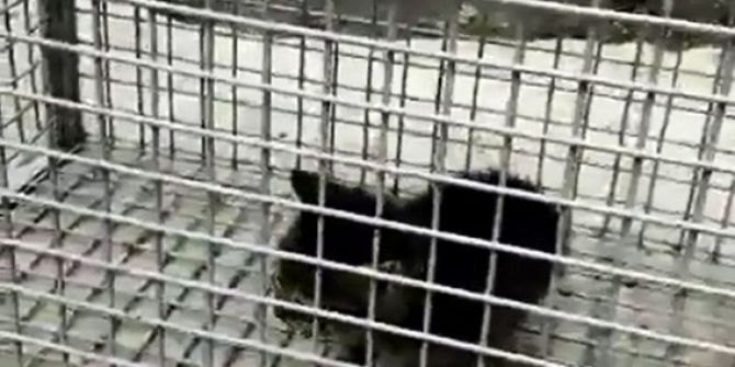 Yalova İtfaiyesi Yavru Kedi İçin Seferber Oldu