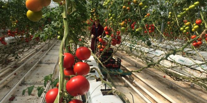 Domatesin Ateşi Düşüyor