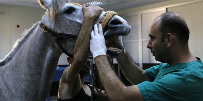 Yarış Atlarına Özel Hastane