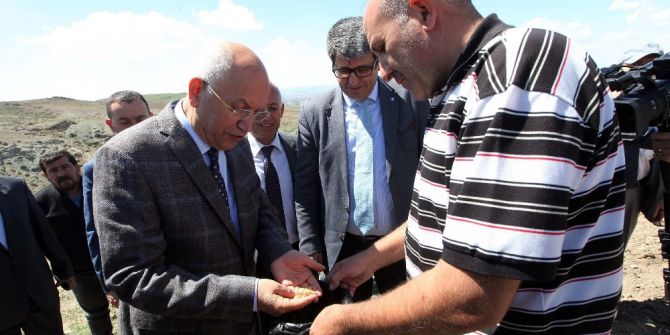 Efsane Kavun ’Yuva’sına Döndü