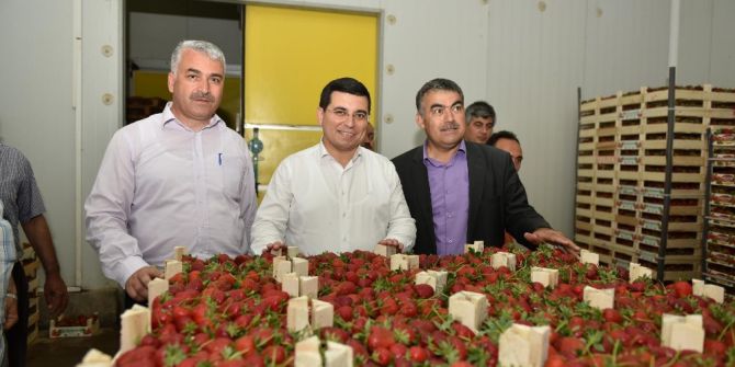 Tütüncü, Çilek Ve Muz Seralarını Gezdi