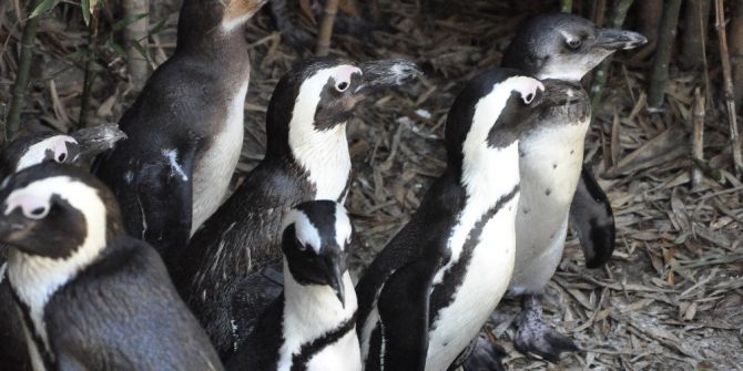 Sıcak Havayı Görenler Hayvanat Bahçesine Akın Etti