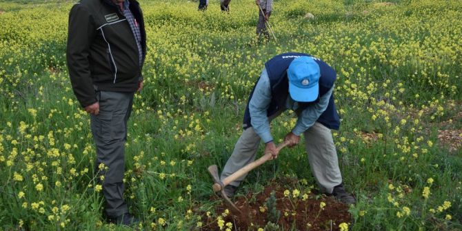 Sonbaharda Dikilen Fidanların Ot Alma Ve Çapa Çalışmaları Başladı