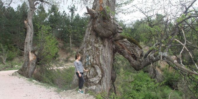Kestane Ağaçları Korunmayı Bekliyor