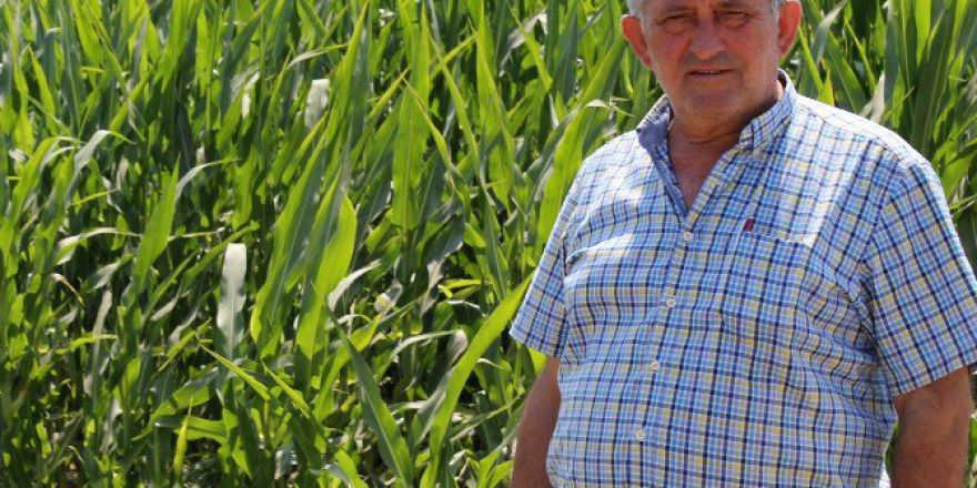 Şekerlik Mısır Ekimi Artıyor
