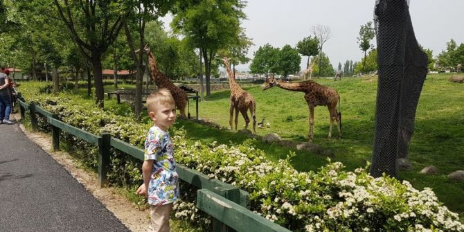 Miniklerin Zürafa Heyecanı