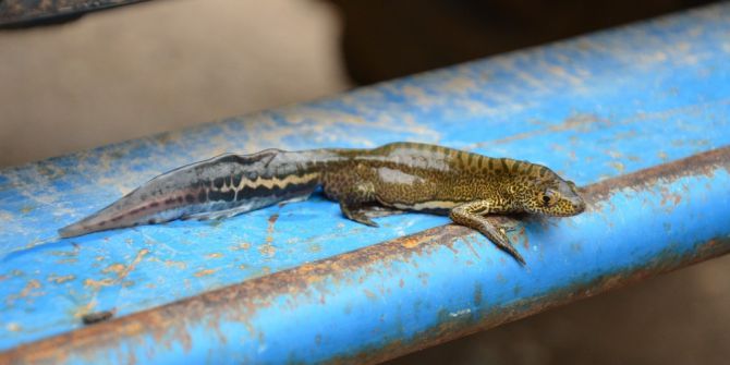 Ejderha Bulduğunu Sandı, Veteriner Gerçeği Açıkladı