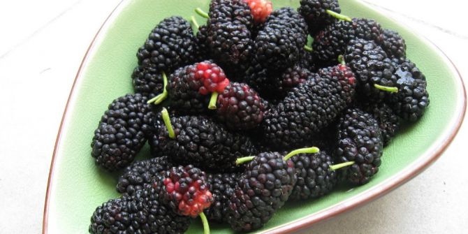 Çalşimşek, Karadutun Faydaları Hakkında Bilgi Verdi