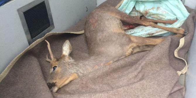 Köye İnen Yavru Geyik Köpekler Tarafından Öldürüldü