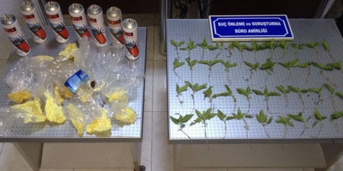 Besni’de 44 Kök Hint Keneviri Ele Geçirildi