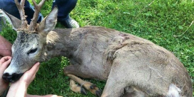 Tedavisi Tamamlanan Erkek Karaca Doğaya Bırakıldı