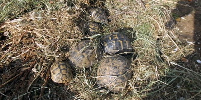 Kaplumbağayı Ezen Kişi, Şimdi 8 Tane Bakıyor
