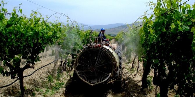 Sarıgöl Üzüm Bağlarında Özenli Çalışma