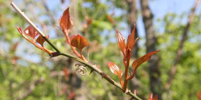 Melocan Bitkisi Kanı Temizliyor