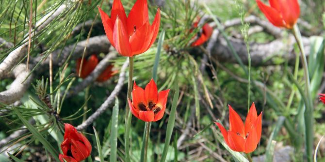 Manisa Lalesine Dokunmak Cesaret İster