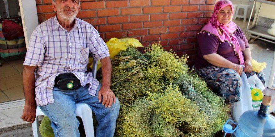 Söke’de Şifalı Tarhana Otu Pazarda İlgi Görüyor