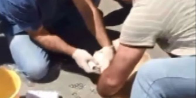 Artvin’de Yaralı Köpek Devlet Hastanesi’nde Tedavi Edildi