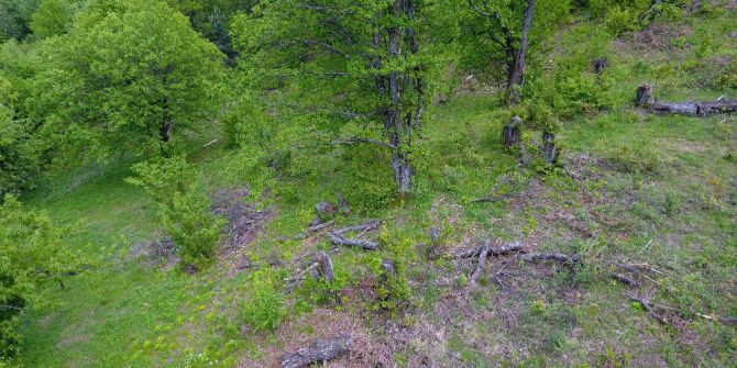 Uludağ’da Kestane Ağaçlarını Kurutan Katil Arılara Çare Bulunamıyor