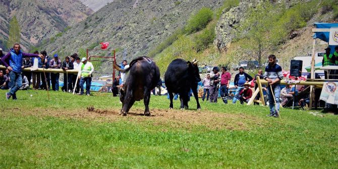 Aksu Boğa Güreşleri Festivali Yapılıyor