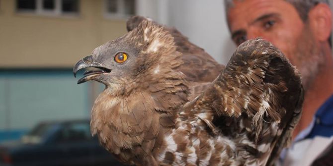 Yaralı Şahine Sahip Çıktı