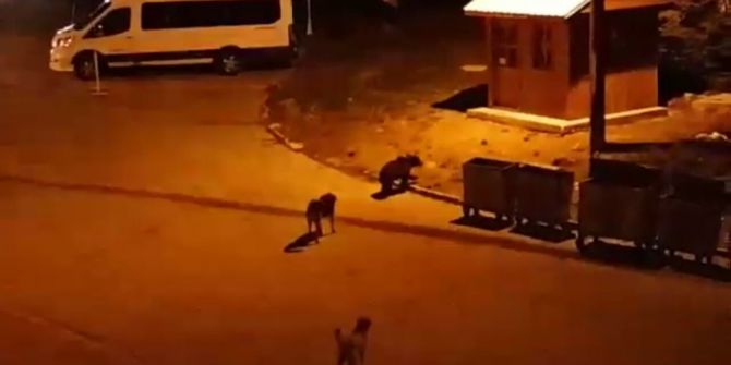 Ormanda Aç Kalan Ayılar Konteynerlerde Yiyecek Aradı
