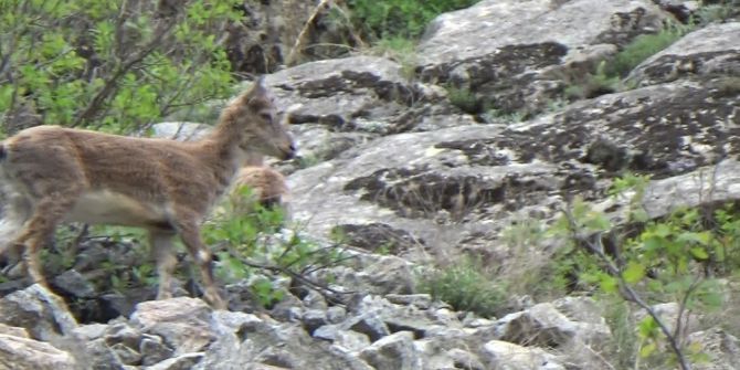 Yaban Keçi Sürüsü Görüntülendi