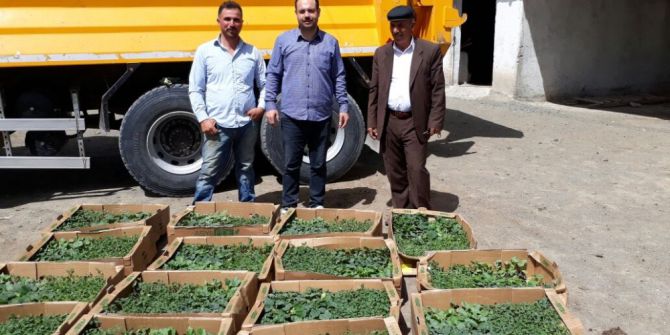 İpekyolu Belediyesinden Vatandaşa Fide Desteği