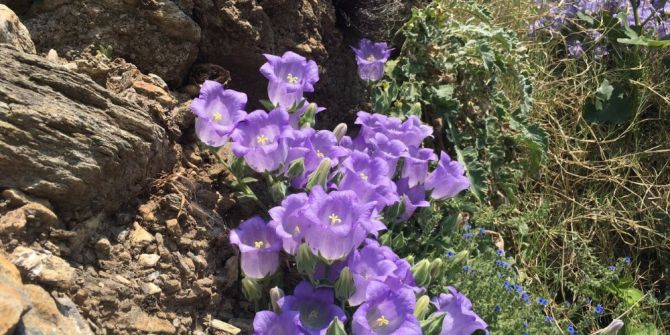 Bu Çiçeği Koparmanın Cezası 42 Bin Lira