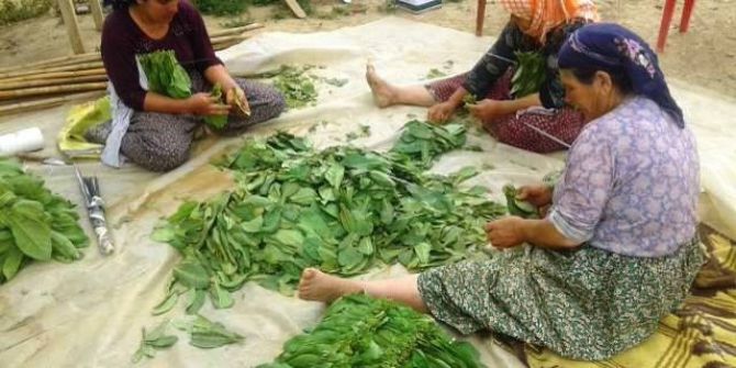 Ödemiş’te Tütün Kırım Dönemi Başladı