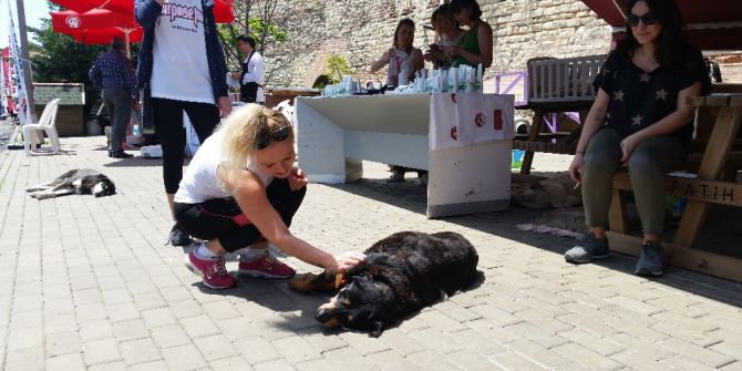 Hayvanseverler, Minik Dostlarıyla "Sevgi Gününde" Buluştu