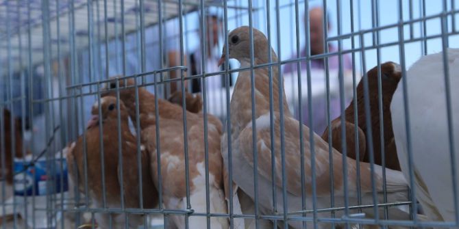 Güvercinsevenler Tekirdağ’da Bir Araya Geldi